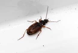 Image of Agonum (Agonum) sordidum Dejean 1828