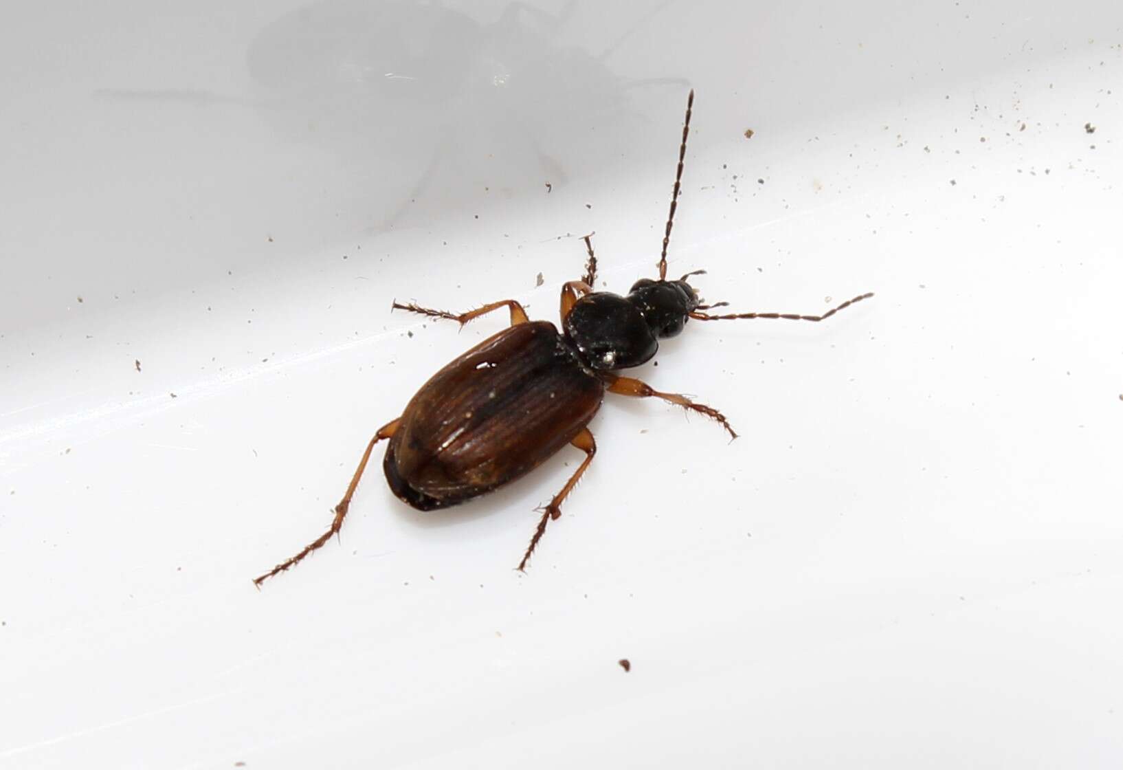 Image of Agonum (Agonum) sordidum Dejean 1828