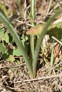 Plancia ëd Dipcadi serotinum (L.) Medik.