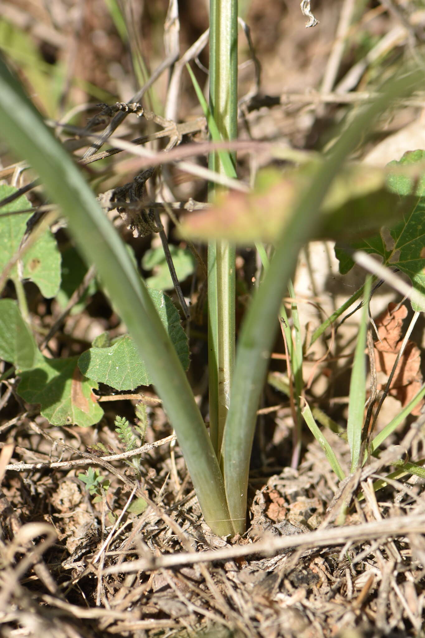 Image of Dipcadi serotinum (L.) Medik.