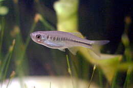 Image of Devario maetaengensis (Fang 1997)