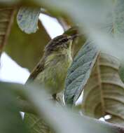 Sivun Phylloscopus nigrorum flavostriatus Salomonsen 1953 kuva