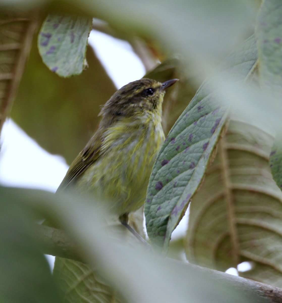 Sivun Phylloscopus nigrorum flavostriatus Salomonsen 1953 kuva