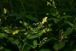 Image of fringed loosestrife