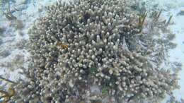 Image of Finger Coral