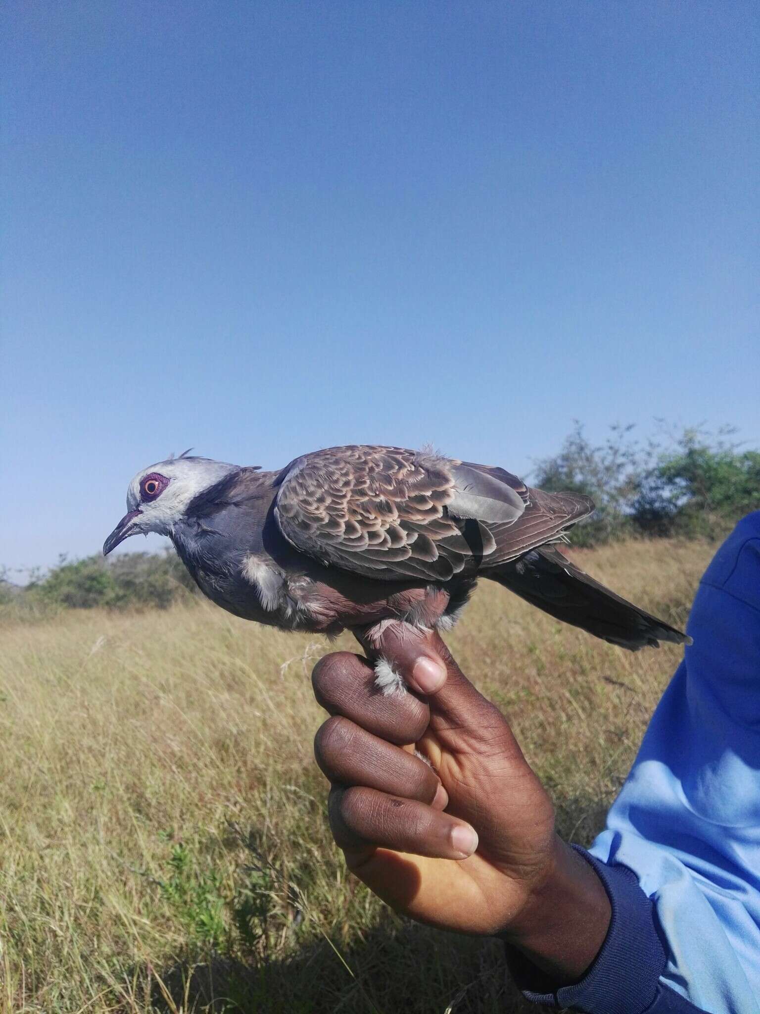 Image of Adamawa Turtle Dove