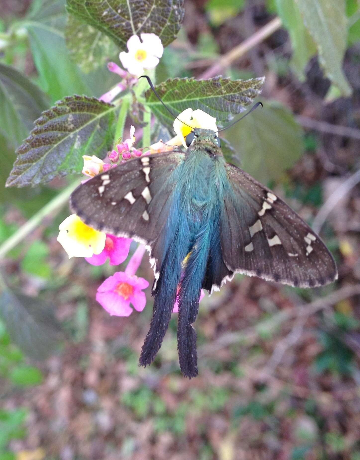 Image of Long-tailed Skipper