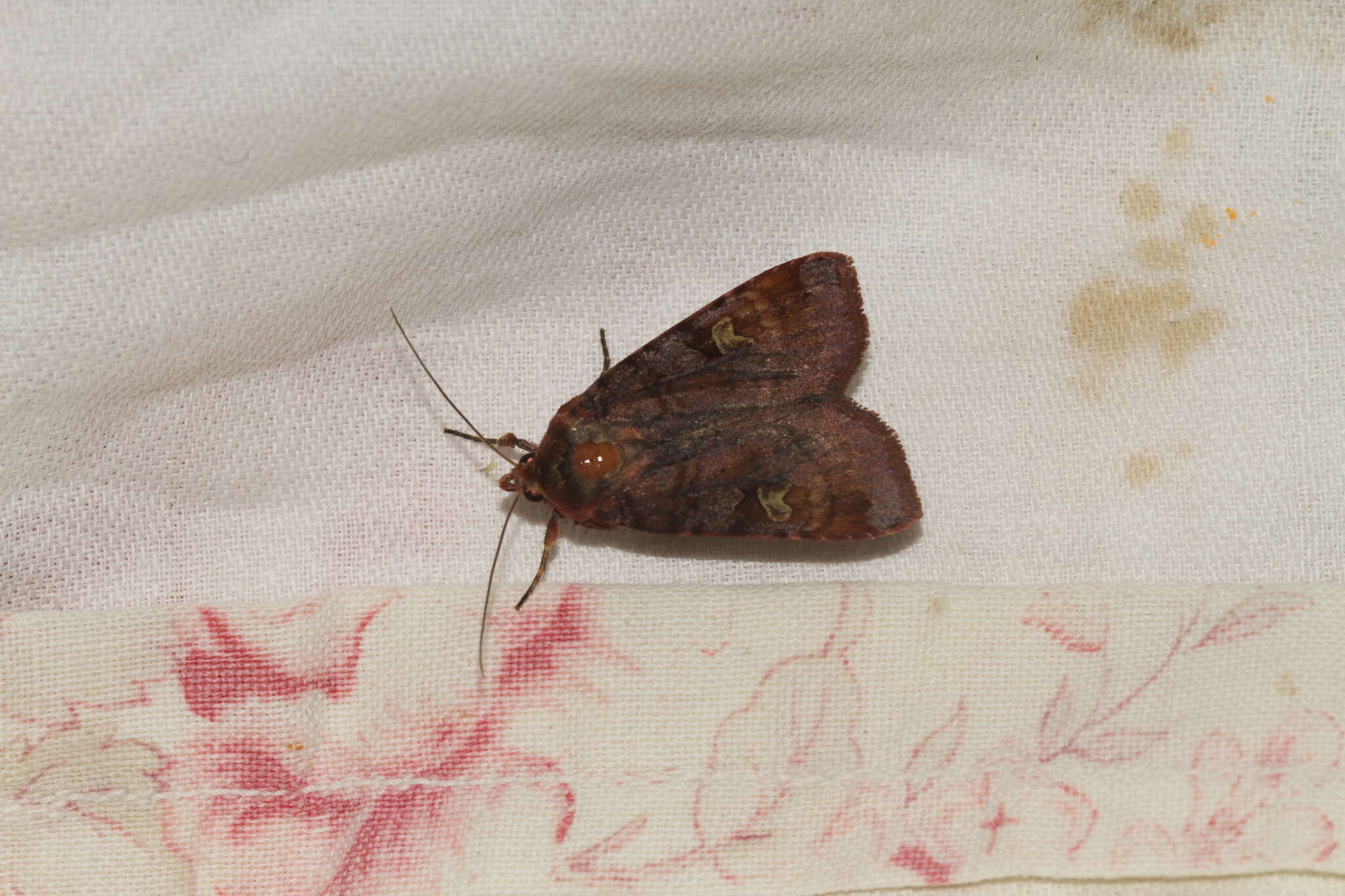 Diarsia brunnea Schiffermüller 1775的图像