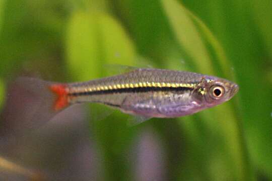 Image of Red-tailed Rasbora