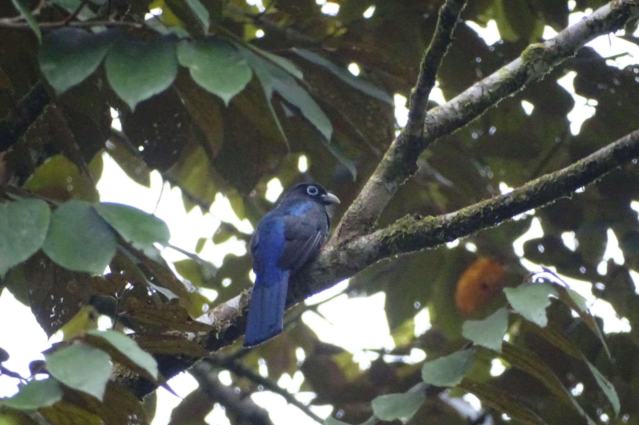 Image of Baird's Trogon