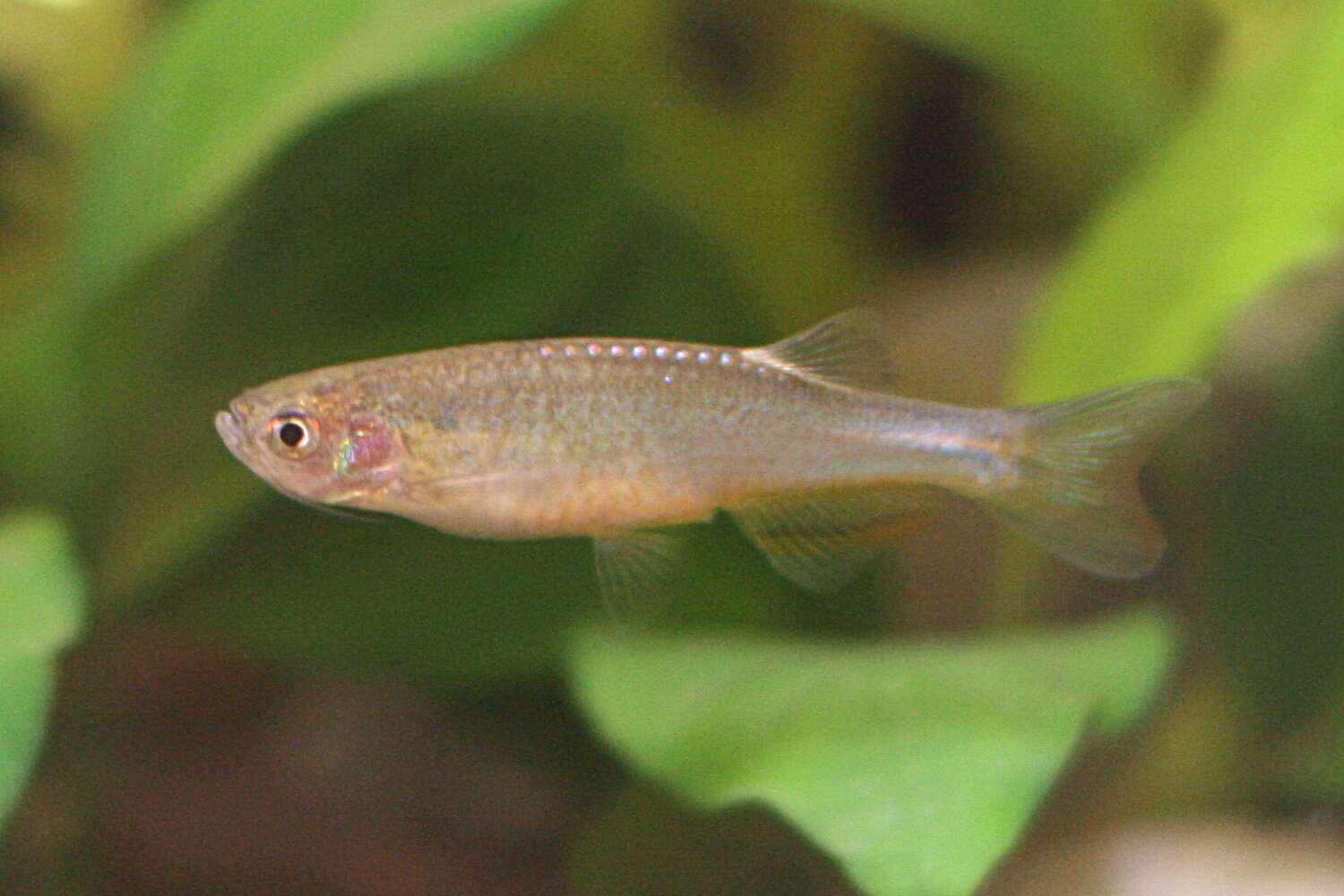 Imagem de Danio roseus Fang & Kottelat 2000