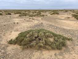 Image of Ephedra przewalskii Stapf