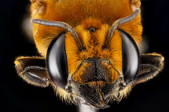 Image of Wooly Wall Bee