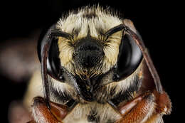 Image of Megachile poeyi Guérin-Méneville 1845
