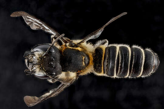 Megachile armaticeps Cresson 1869的圖片