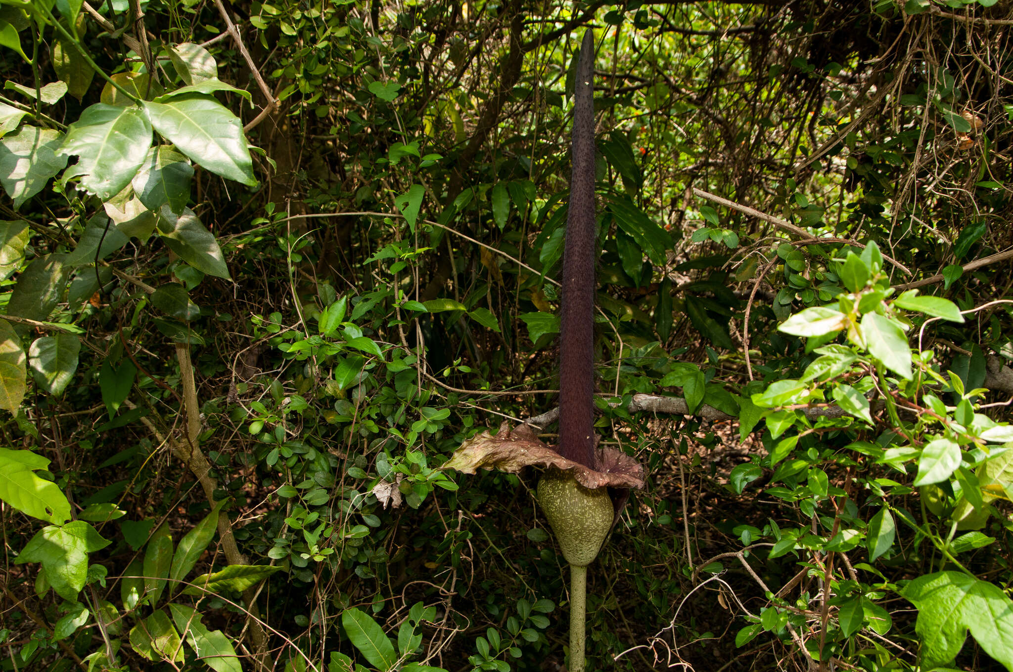 Amorphophallus hirtus N. E. Br. resmi