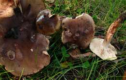 Tricholoma ustaloides Romagn. 1954 resmi