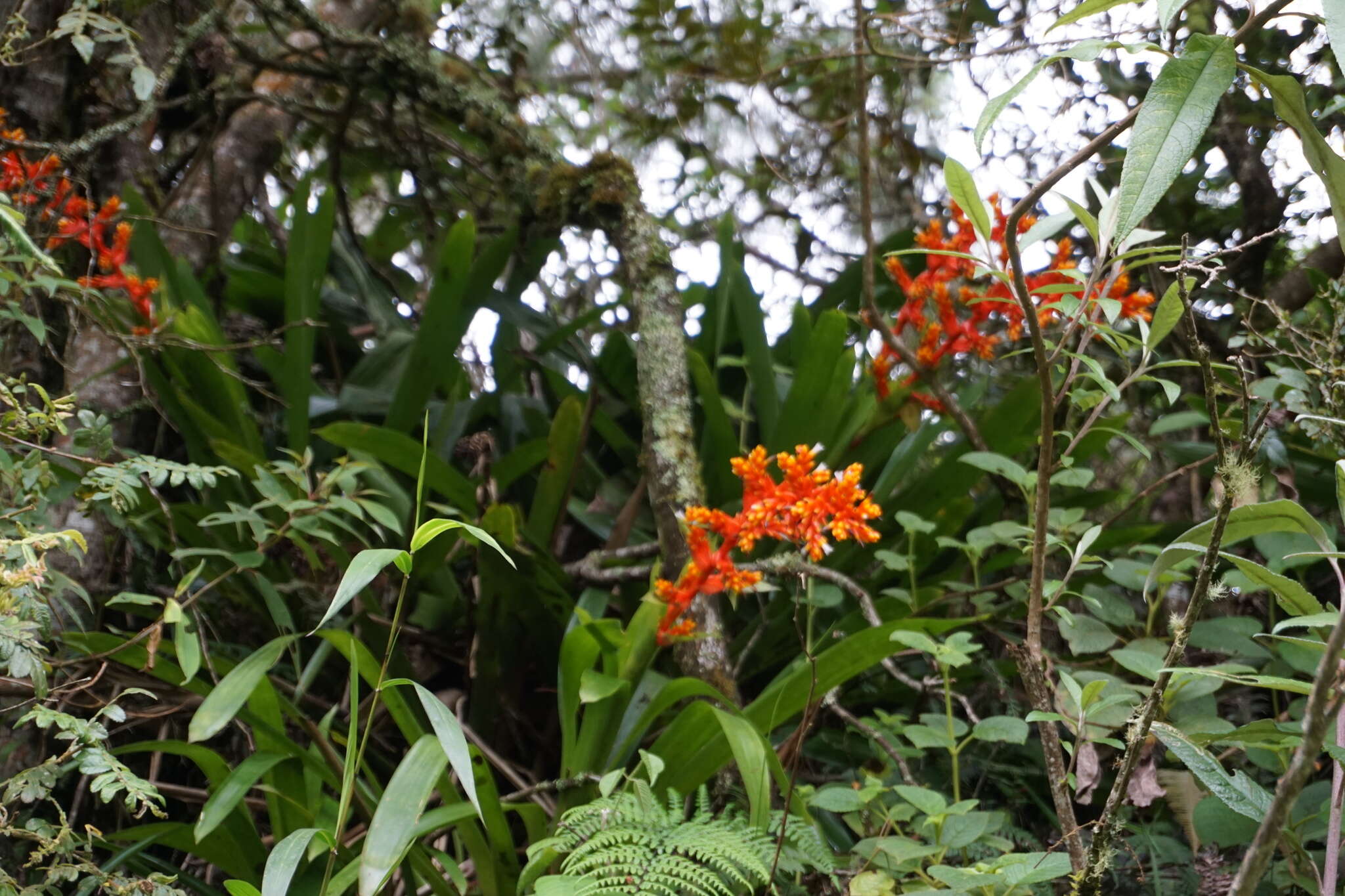 Image of Guzmania multiflora (André) André ex Mez