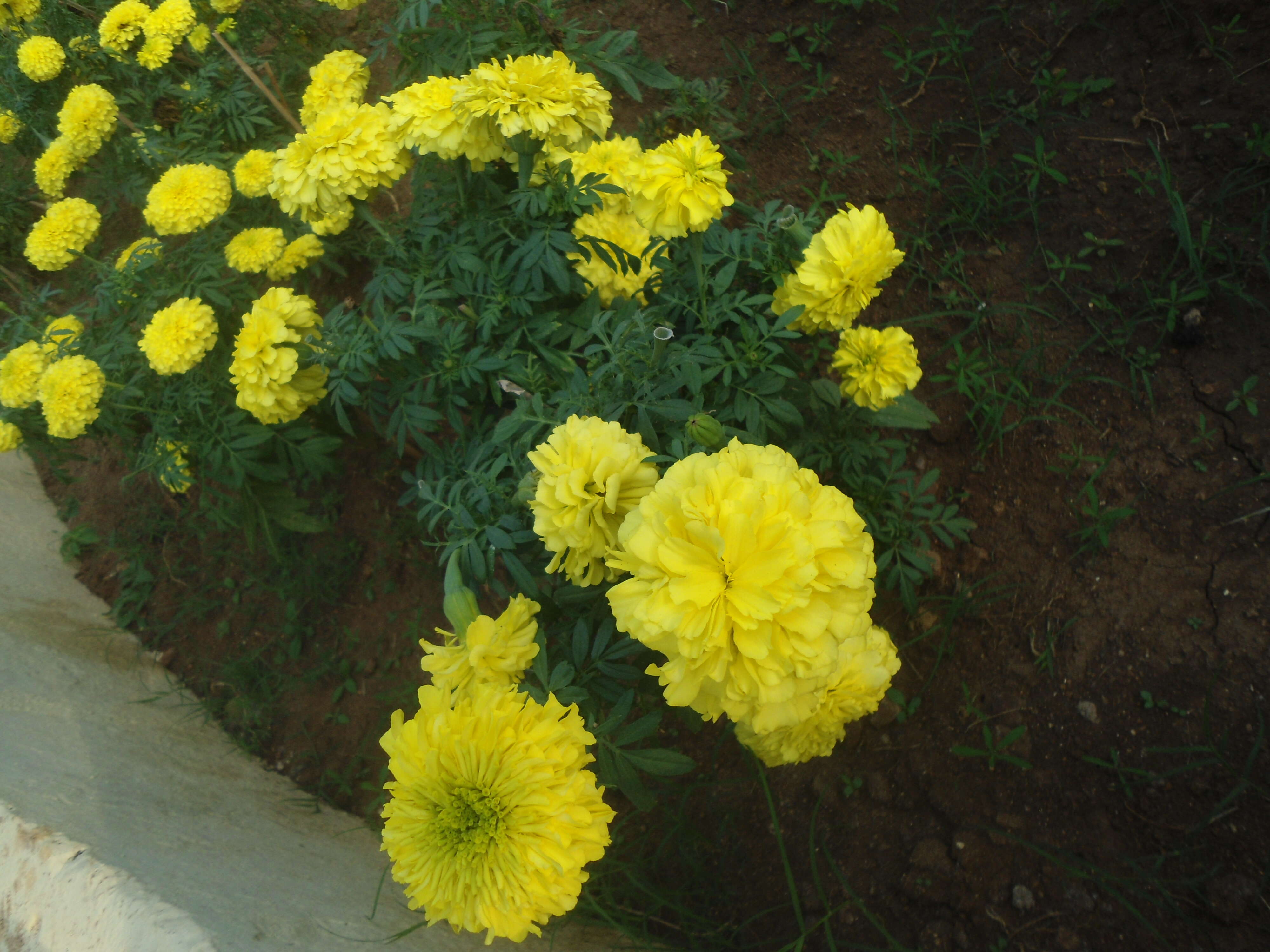 Image of French marigold