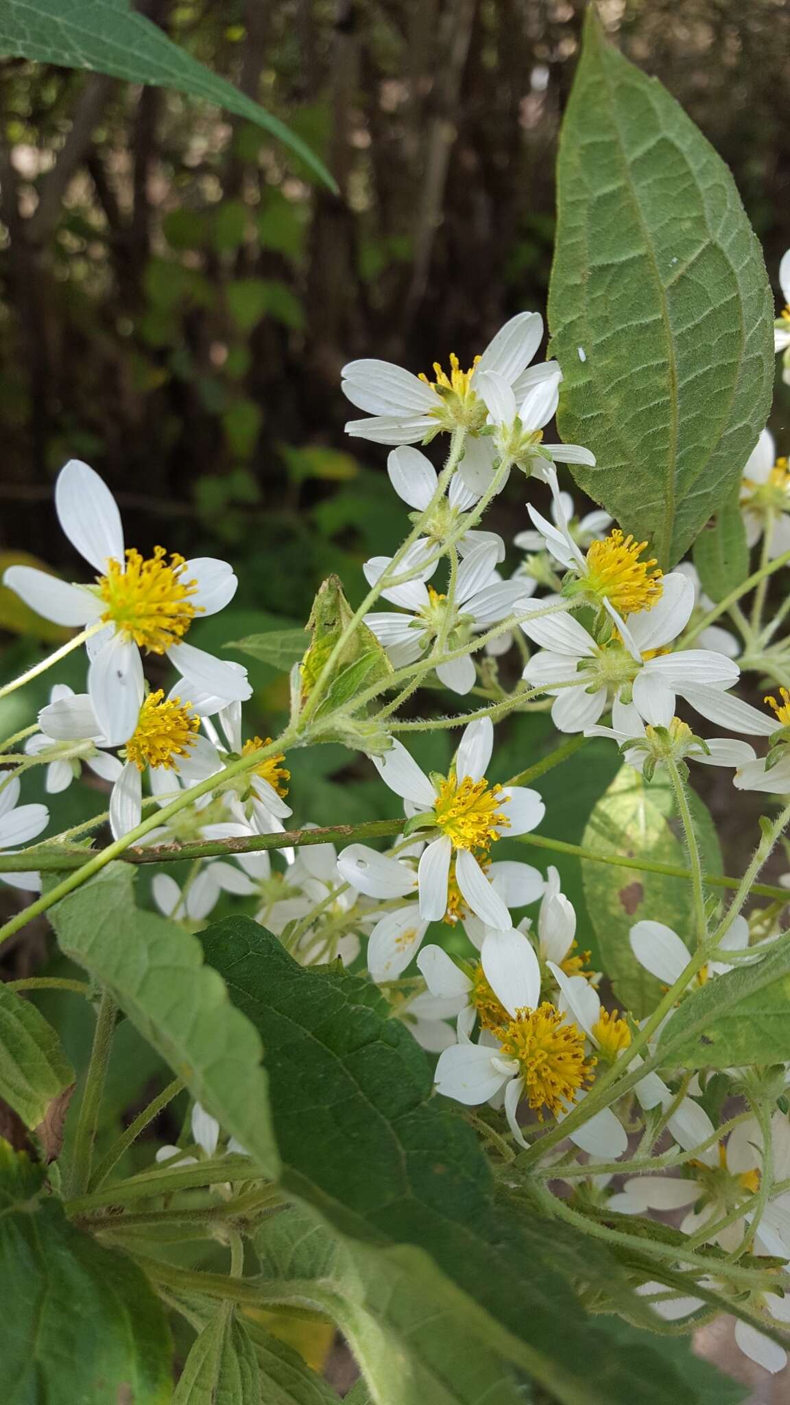 Image of Montanoa leucantha subsp. arborescens (A. P. DC.) V. A. Funk