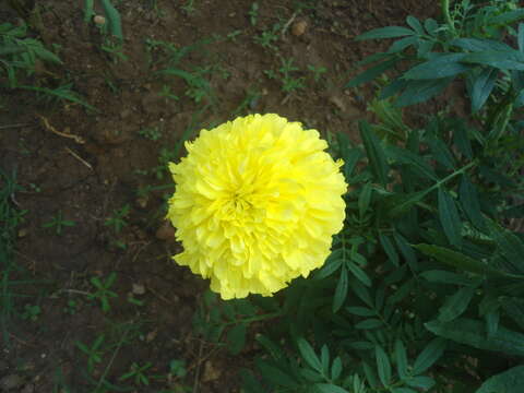 Tagetes erecta L. resmi