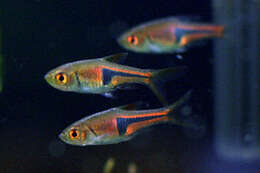 Image of Lambchop rasbora