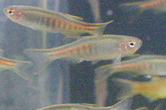 Image of Glowlight Danio