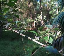 Plancia ëd Cornus asperifolia Michx.