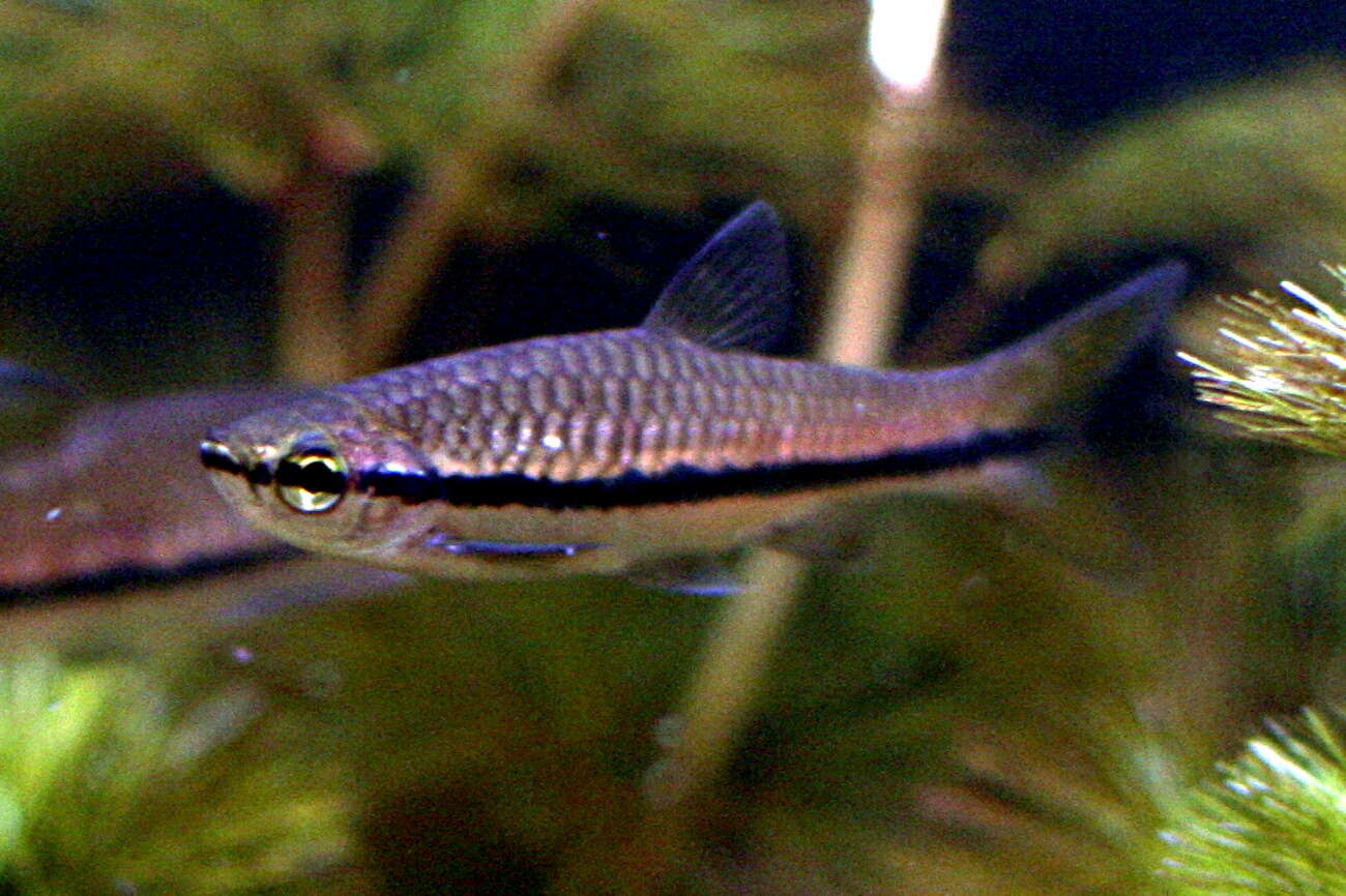 Image of Blue line rasbora