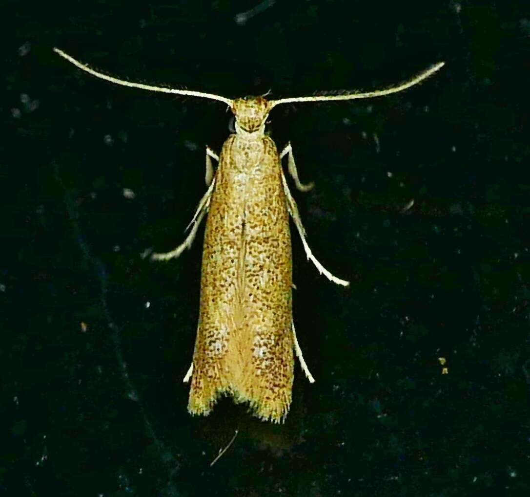 Image of Oak Blotch Miner