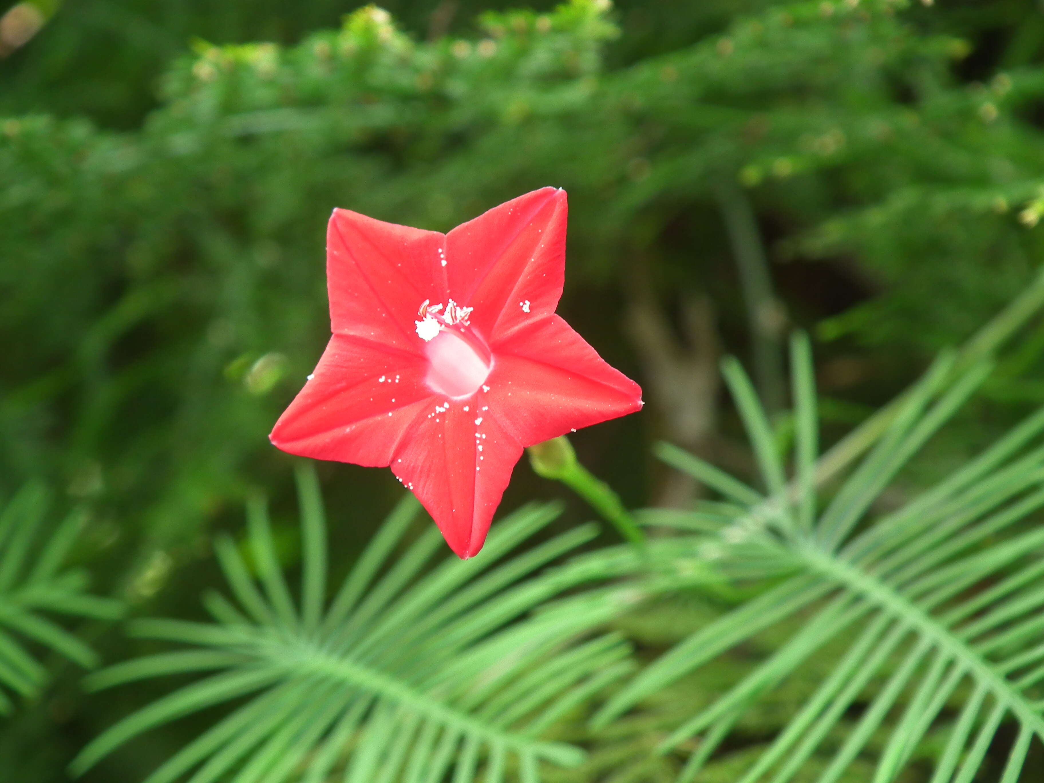 Image of Cypress Vine