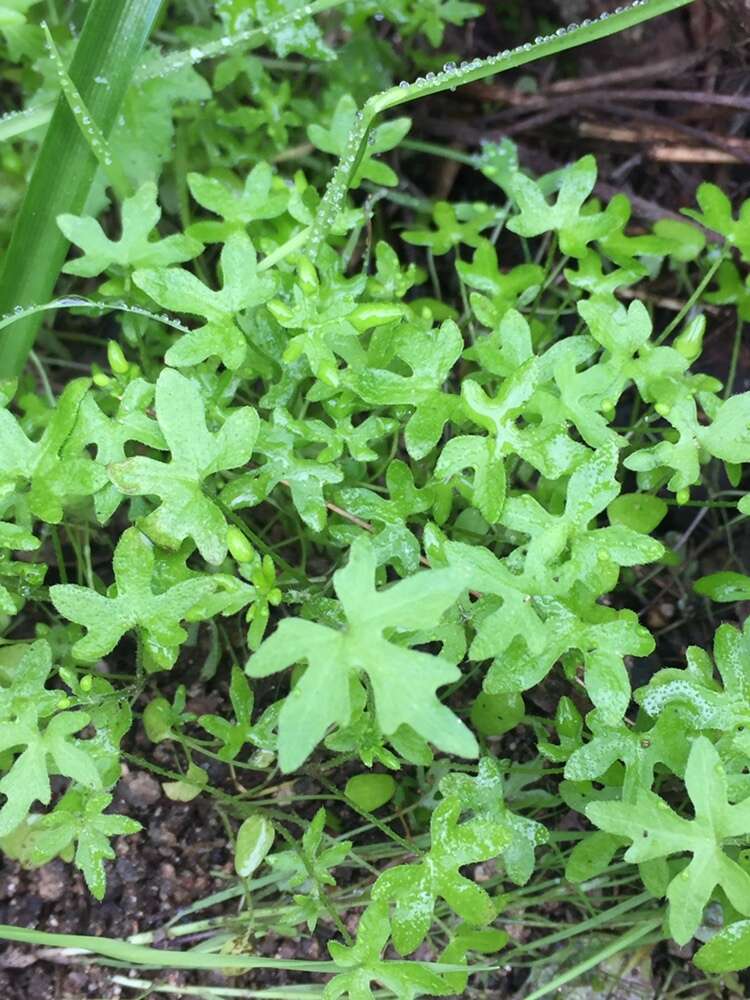 Image of Bowlesia uncinata Colla