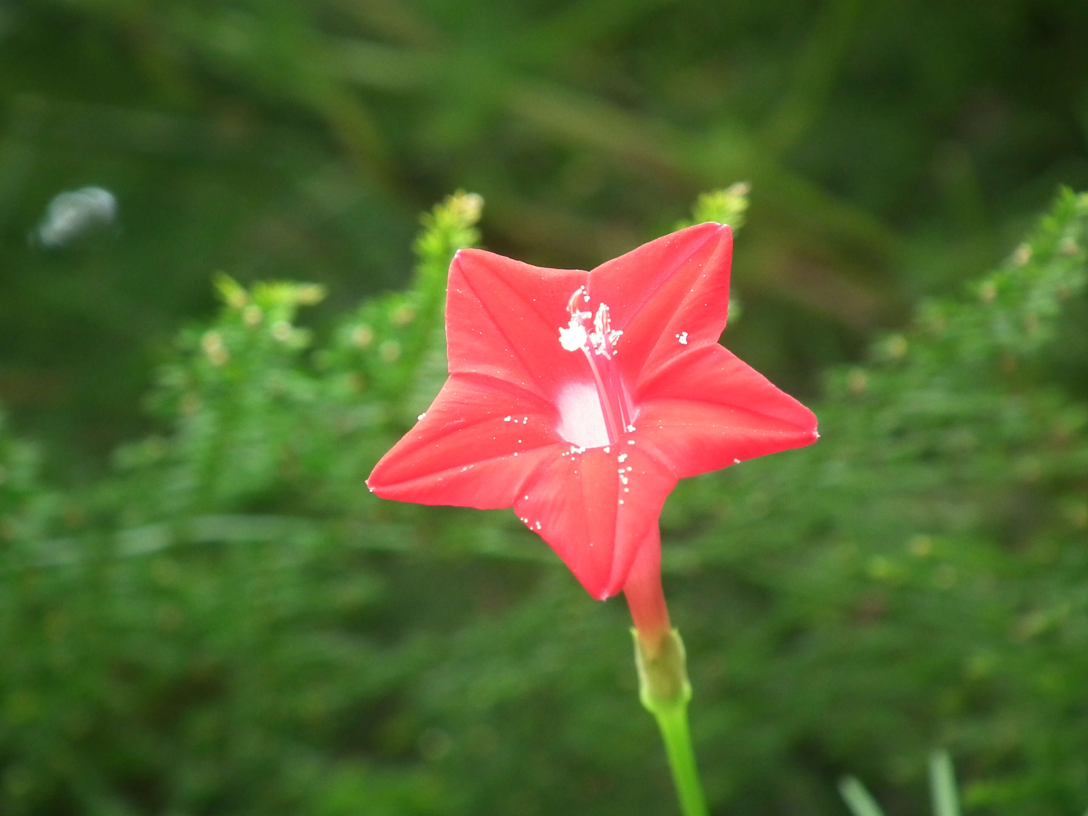 Image of Cypress Vine