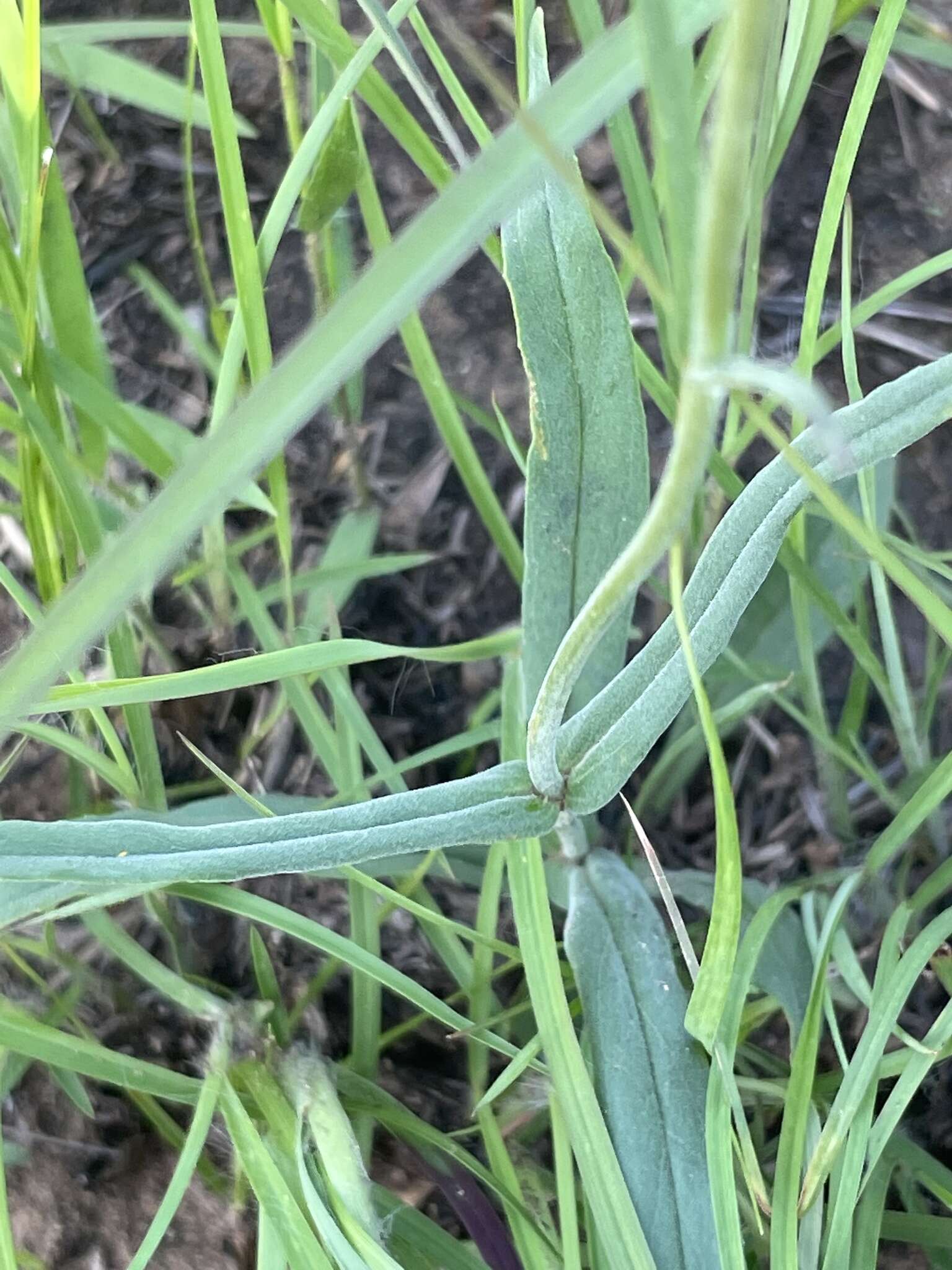 Image of Oklahoma beardtongue