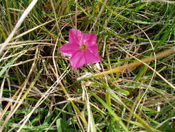 Image of Convolvulus angustissimus R. Br.