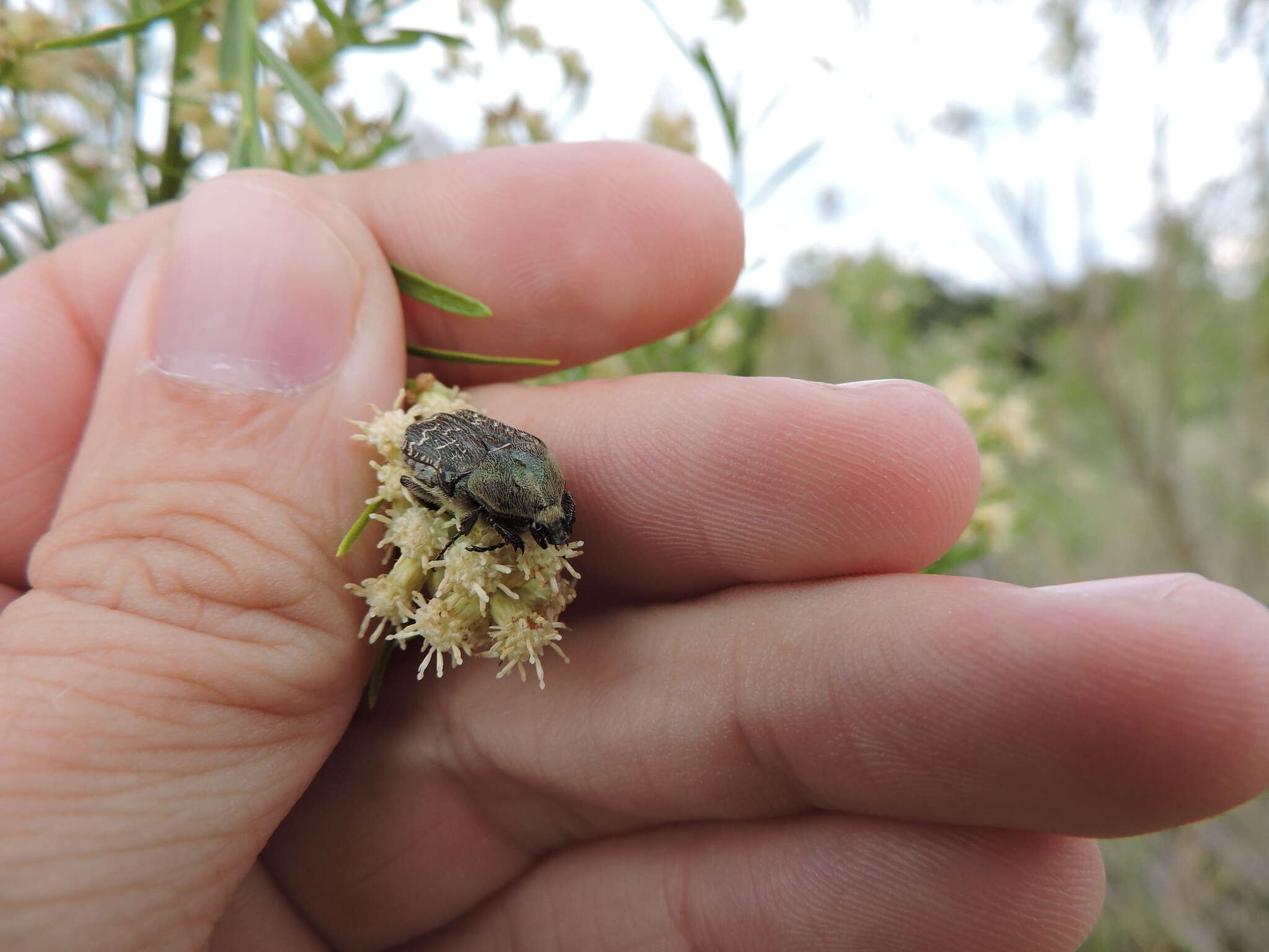 Image of Dark Flower Scarab