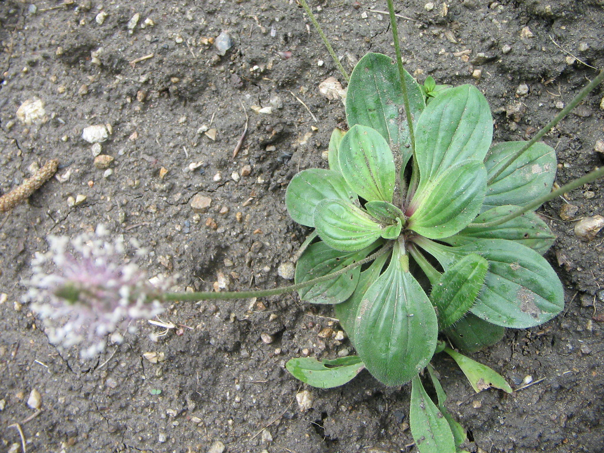 Image of Hoary Plantain