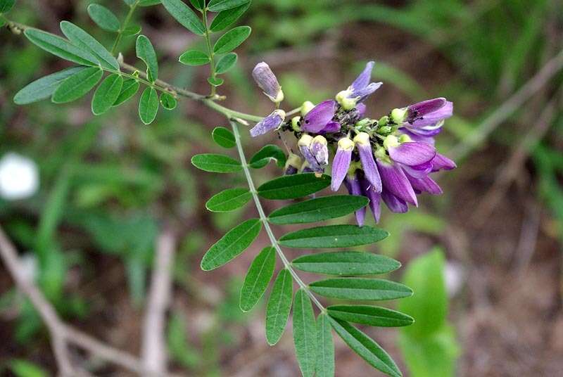 صورة Mundulea sericea subsp. sericea