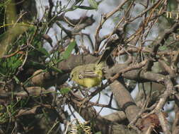 Image of Greater Wagtail-Tyrant