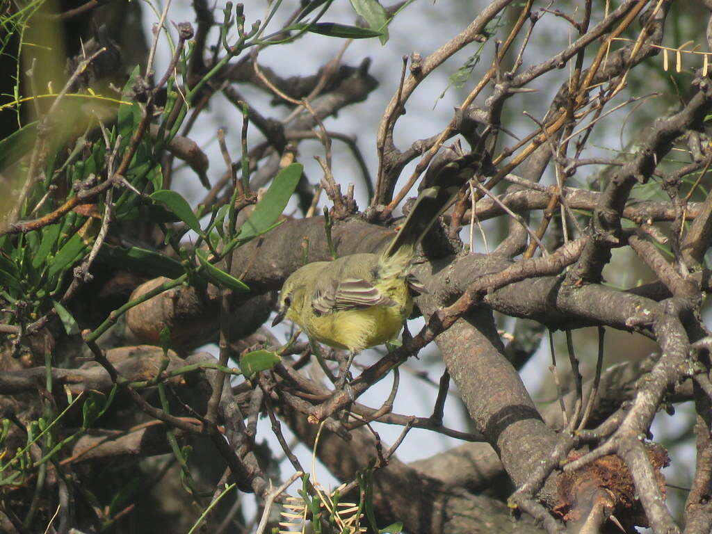 Image of Greater Wagtail-Tyrant