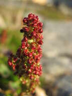 Image of mountainsorrel