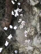 Image of hairy false cloak fern