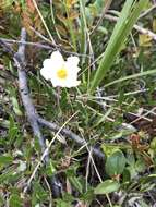 Image of entireleaf mountain-avens