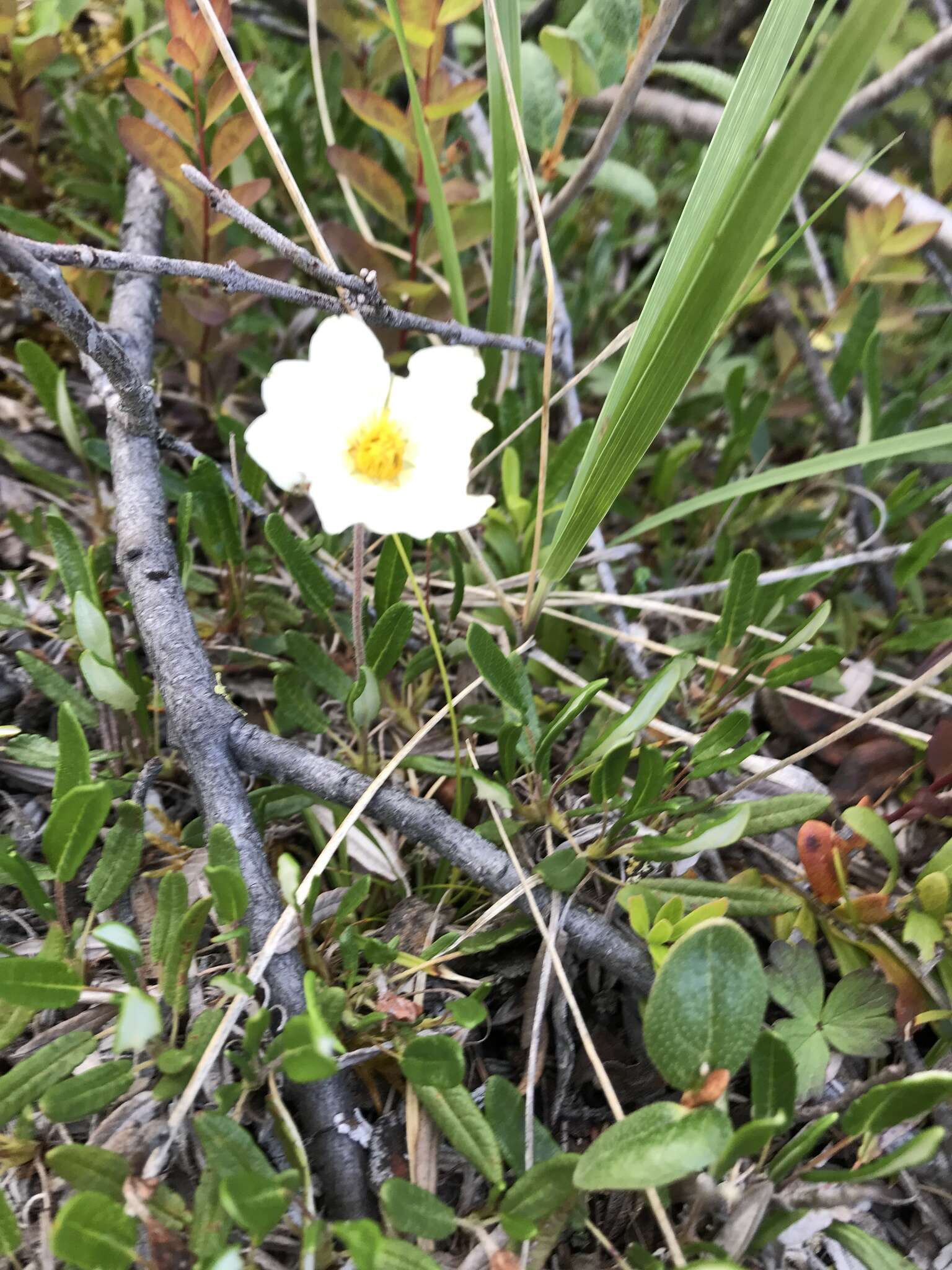 Image of entireleaf mountain-avens