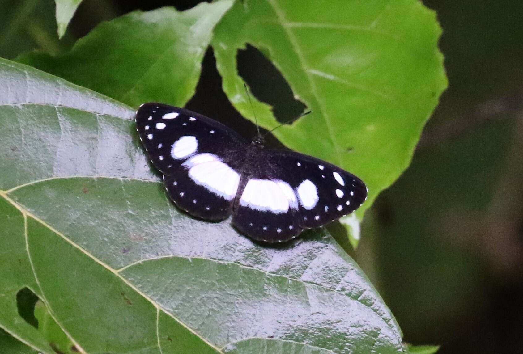 Image of Pantoporia venilia Linnaeus 1758