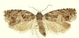 Image of Epinotia solicitana Walker 1863