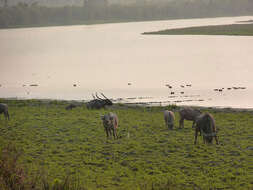 Image of Asian Buffalo