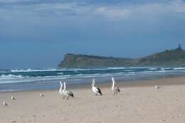 Image of Australian Pelican