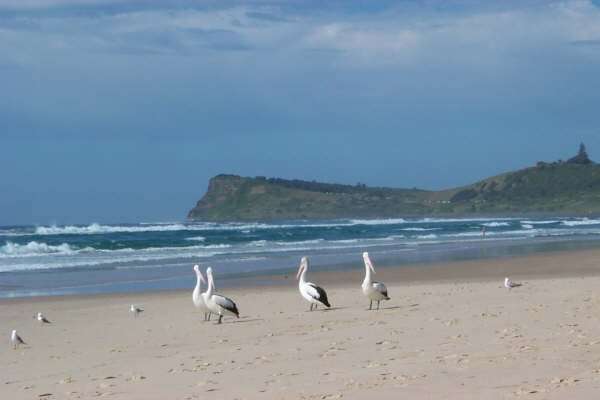 Image of Australian Pelican