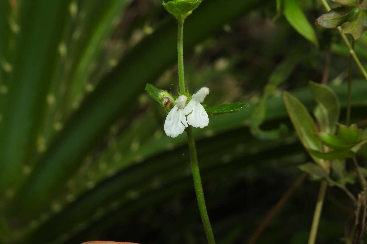 Image of Leucas chinensis (Retz.) Sm.